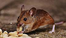 24 Hour & Emergency Exterminators in Stella, NE